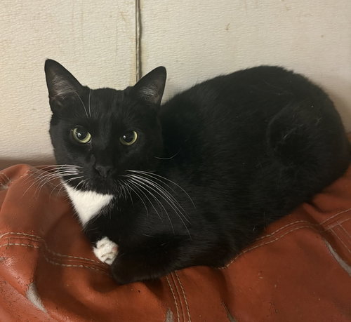 MR BELVEDERE - Domestic Short Hair available for adoption