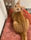 adoptable Cat in , MS named Cayenne