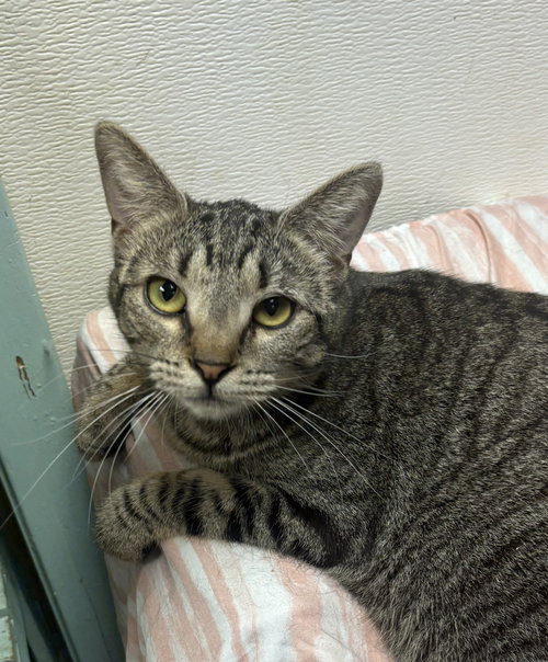 ADELITA - Domestic Short Hair available for adoption