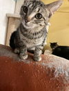adoptable Cat in , MS named Adelita