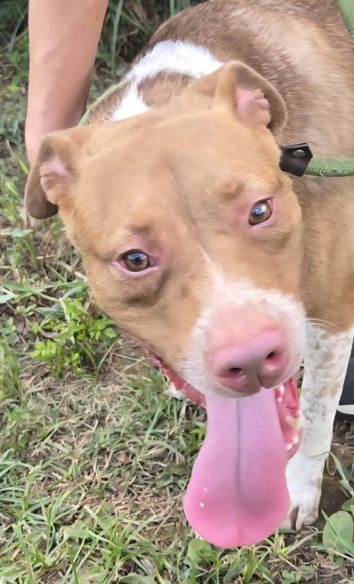 Claire, an adoptable American Staffordshire Terrier in Jackson, MS