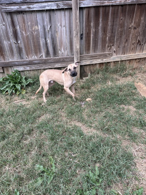 KEONE - Black Mouth Cur available for adoption