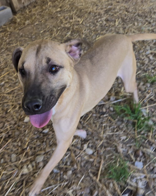 Keone, an adoptable Black Mouth Cur in Jackson, MS