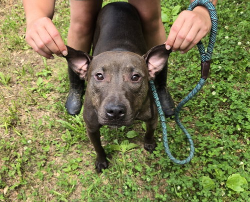 Skylar, an adoptable Black Labrador Retriever in Jackson, MS
