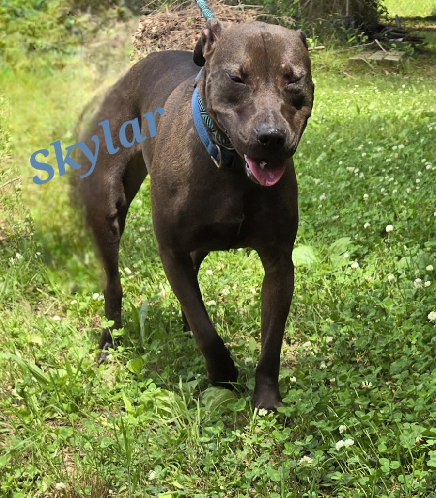 Skylar