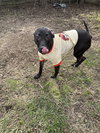 Penny - Photo 1