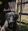 Audrey - Photo 1