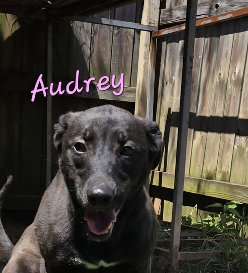 AUDREY - Black Labrador Retriever / Hound available for adoption