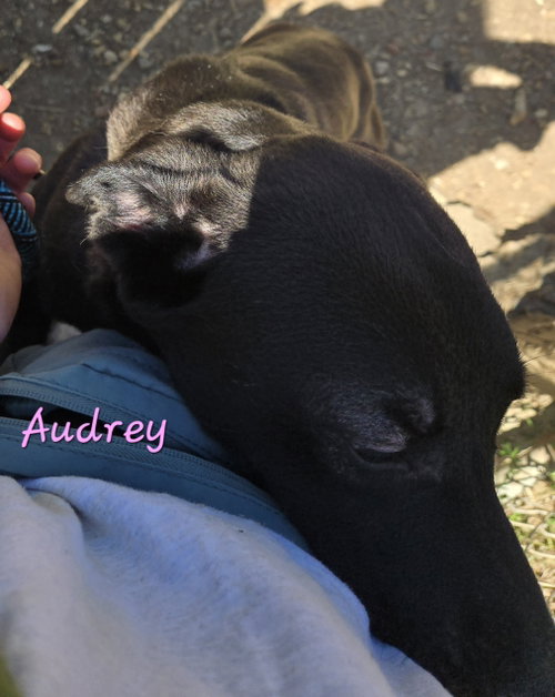 AUDREY - Black Labrador Retriever / Hound available for adoption