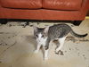 adoptable Cat in , MS named Eliza
