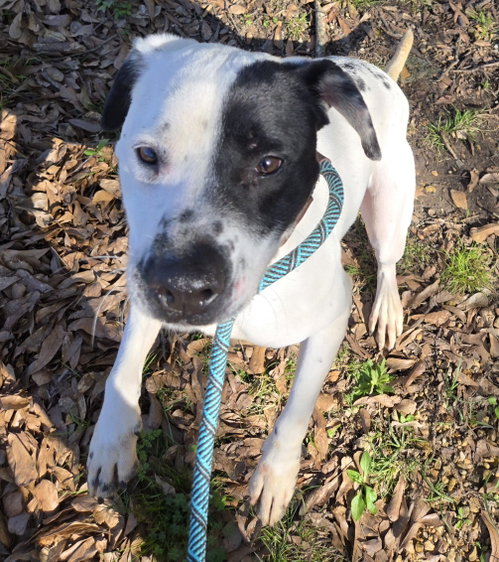Scotty, an adoptable Hound in Jackson, MS