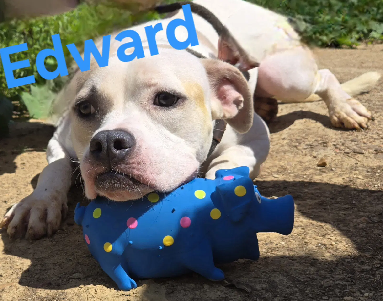 Edward - American Staffordshire Terrier