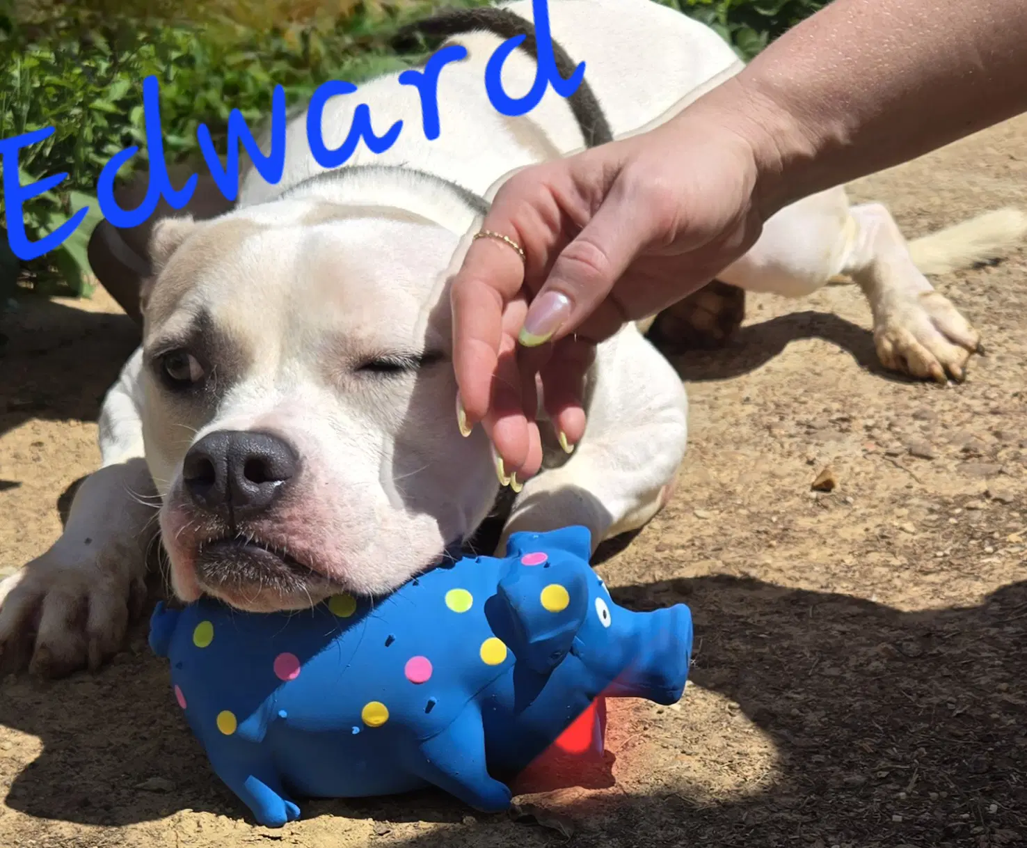 Edward image 2