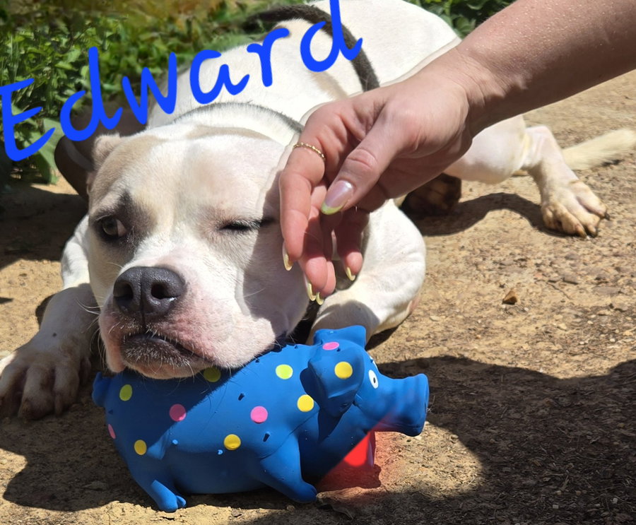 Edward
