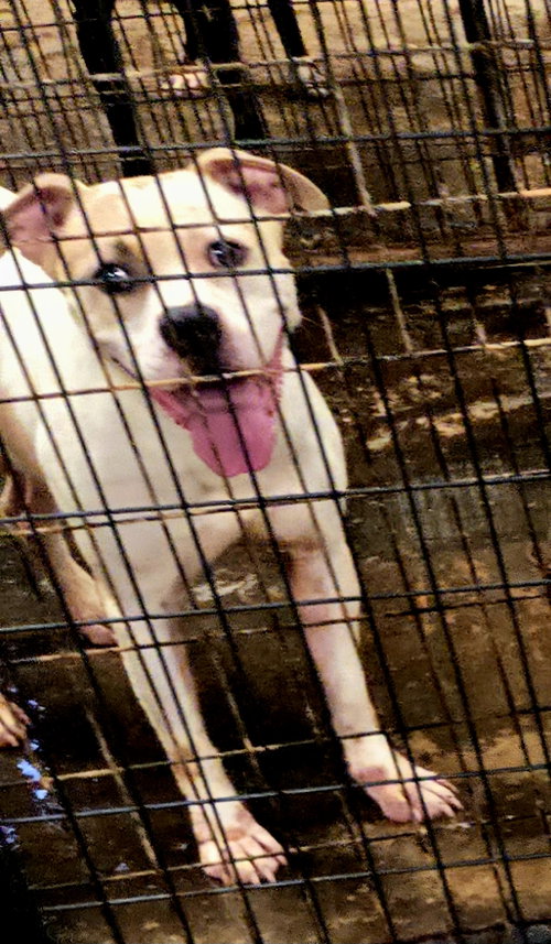 Edward, a dog for adoption from Animal Rescue Fund of MS