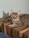 adoptable Cat in  named Ember