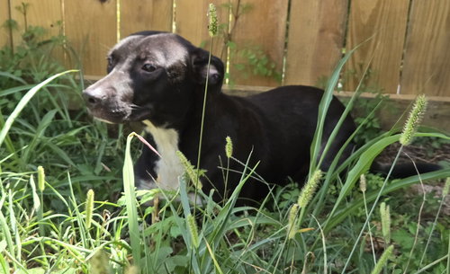 SKEETER - Pit Bull Terrier / Staffordshire Bull Terrier available for adoption