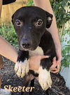 Skeeter - Photo 1