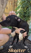 Skeeter - Photo 3