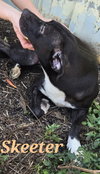 Skeeter - Photo 4