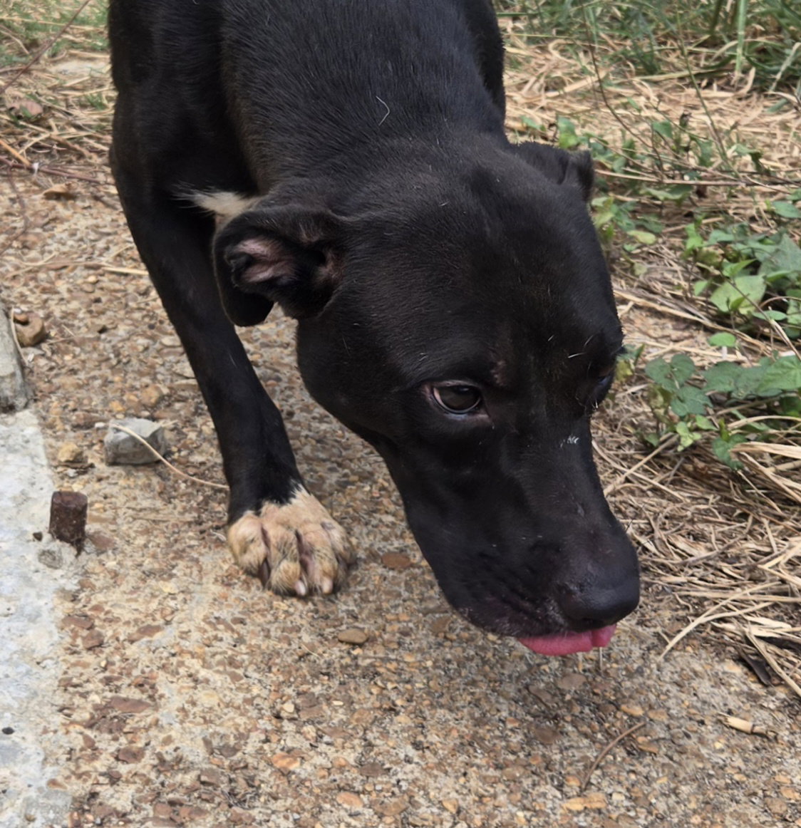 Skeeter, photo 7