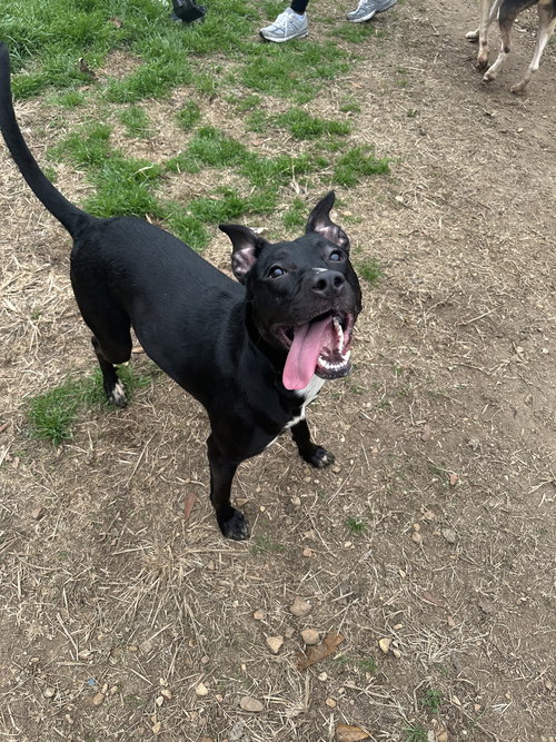 AMORY - Terrier available for adoption