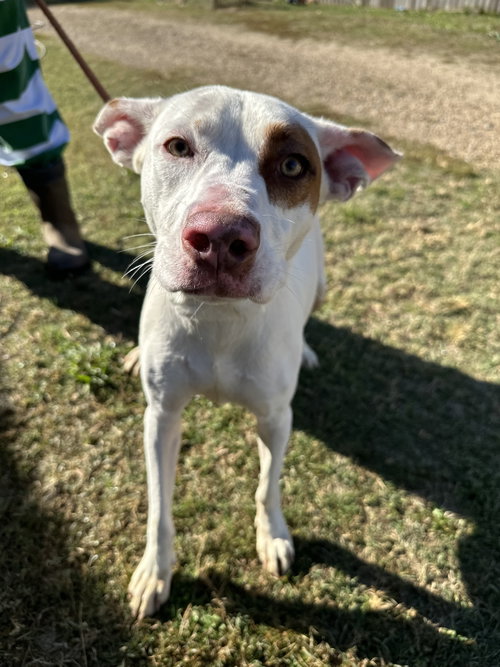 picture of the dog needing adoption