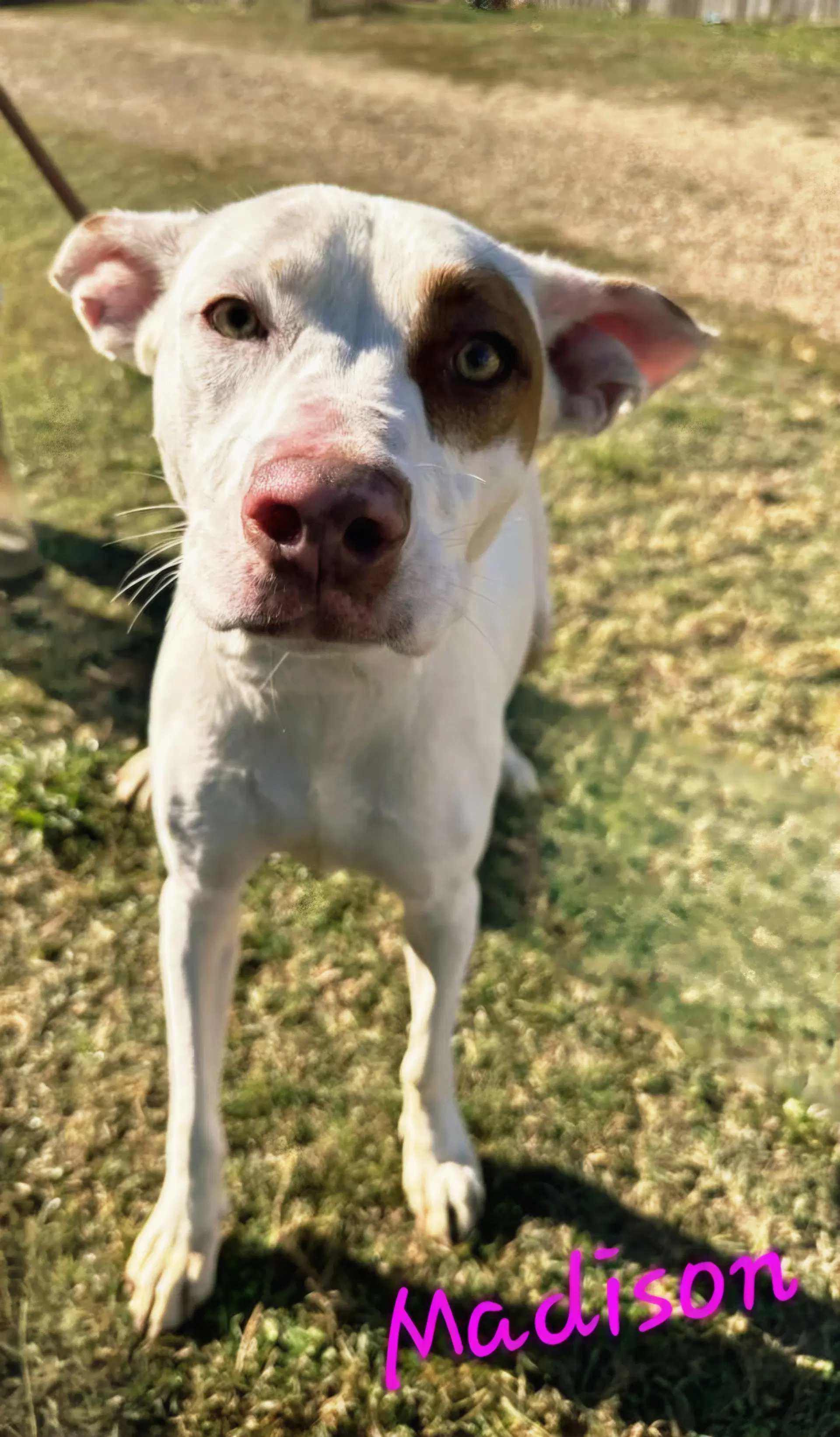 Madison - American Staffordshire Terrier
