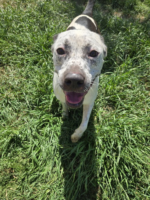 RIPLEY - Australian Cattle Dog/Blue Heeler / American Pit Bull Terrier available for adoption