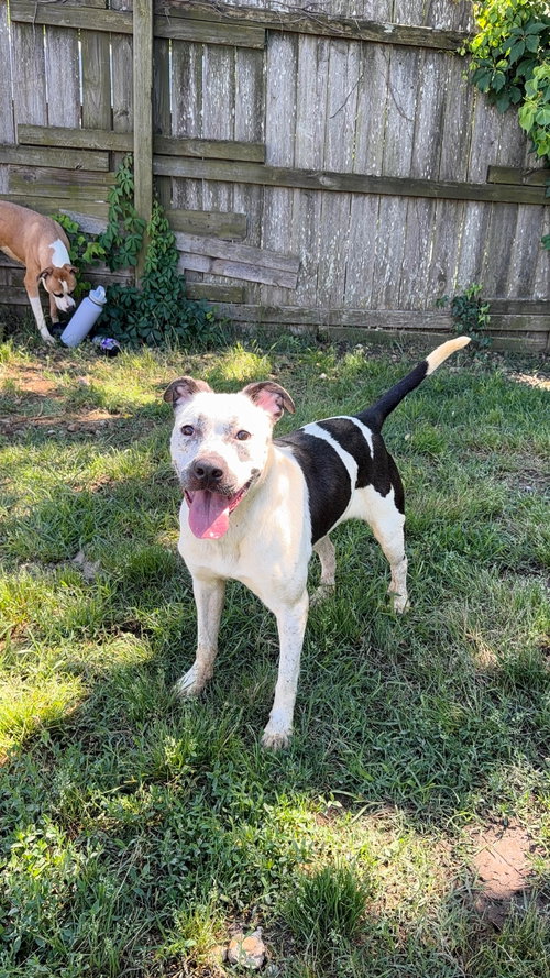 Ripley, an adoptable Australian Cattle Dog in Jackson, MS