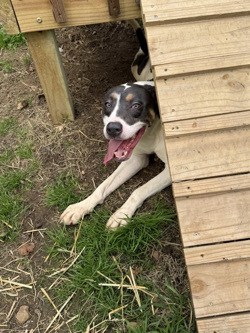 BELMONT - Terrier / Pointer available for adoption
