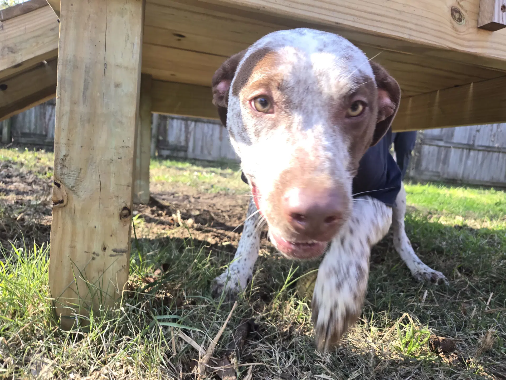 Warren - American Cattle Dog