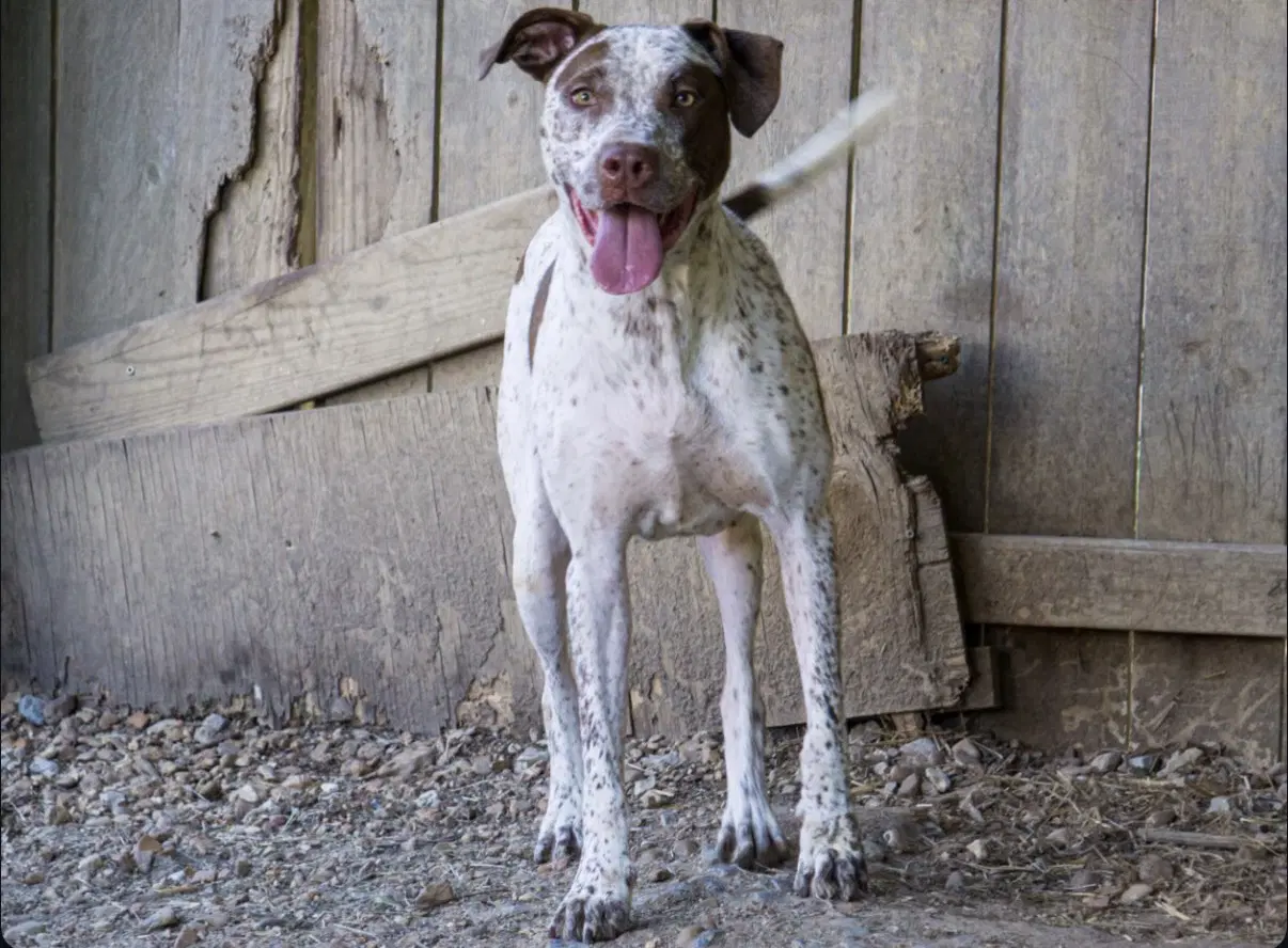 Warren - Red Heeler
