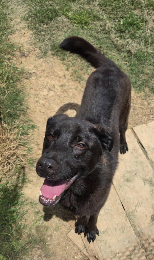 THRASHER - Labrador Retriever / Shepherd available for adoption