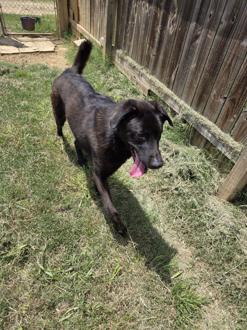 THRASHER - Labrador Retriever / Shepherd available for adoption