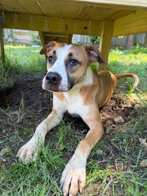 Lee, an adoptable Labrador Retriever in Jackson, MS