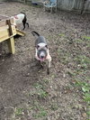 Walthall - Photo 2