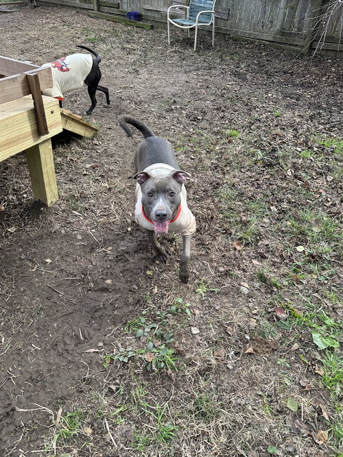 WALTHALL - Pit Bull Terrier available for adoption