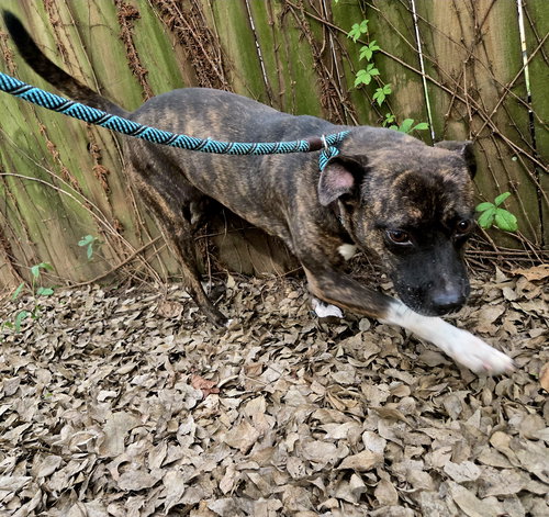 picture of the dog needing adoption