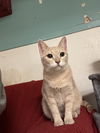 adoptable Cat in , MS named Sunflower