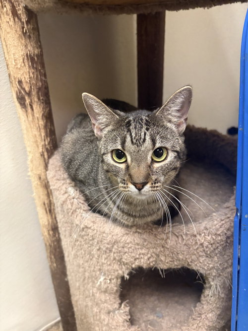 picture of the cat needing adoption