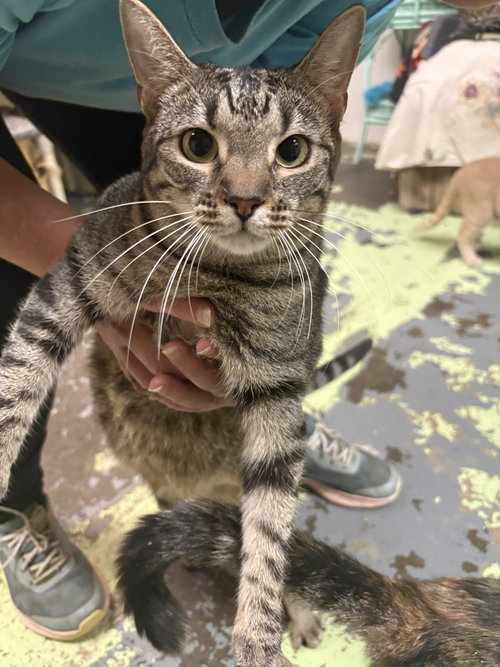 BETTY - Domestic Short Hair available for adoption