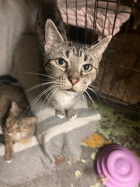 picture of the cat needing adoption