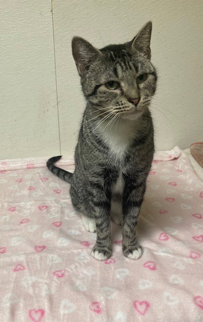 BLIZZARD - Domestic Short Hair available for adoption