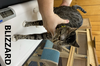 adoptable Cat in , MS named Blizzard