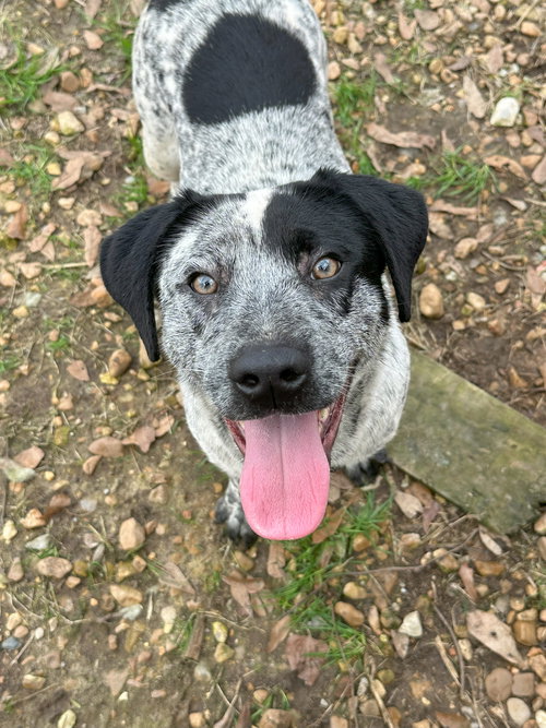 picture of the dog needing adoption