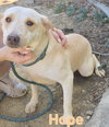 Hope - Photo 4