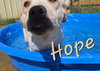 Hope - Photo 5