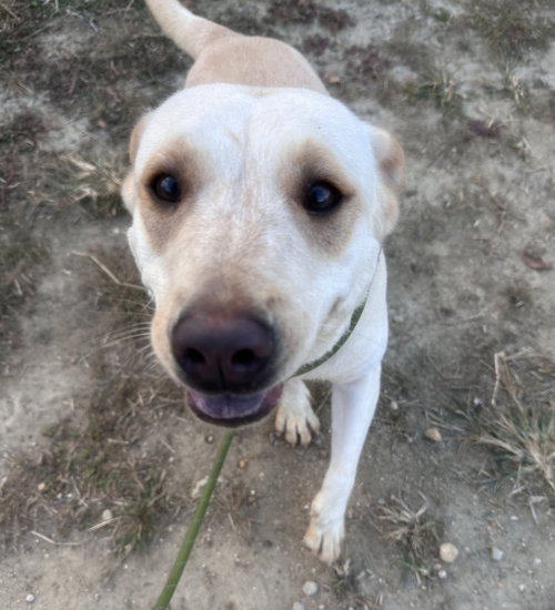 picture of the dog needing adoption