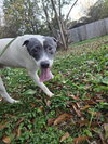 Ringo - Photo 1